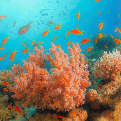 PIER UNO Features (3)